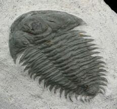 Pseudosaukiandia? Trilobite - Early Cambrian #39841