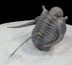 Spiny Cyphaspis Trilobite - Excellent Specimen #39783