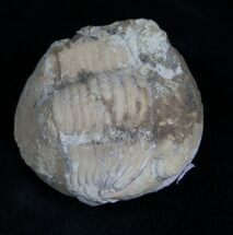 Illaenid trilobite Wossekia brevispina - Rare Species #4178