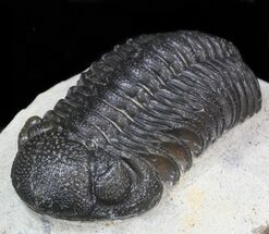 Austerops (Phacops) Trilobite #40137