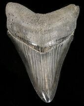 Glossy, Serrated, Megalodon Tooth #39971