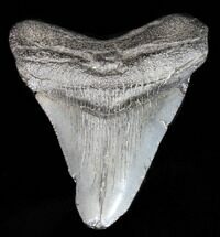 Megalodon Teeth For Sale - FossilEra.com