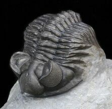 Bug-Eyed Coltraneia Trilobite - Great Eye Facets #40126