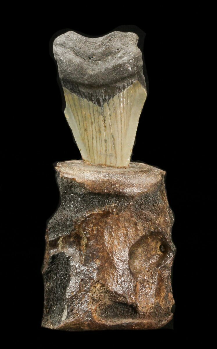 fossil vertebrae for sale