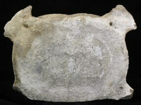 Fossil Whale Cervical Vertebrae - Yorktown Formation #40304