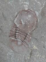 Cyclopyge - An Unusual Pelagic Trilobite (Pos/Neg) #40146