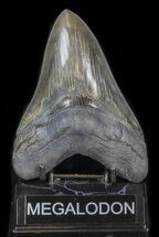 Glossy, Serrated, Megalodon Tooth #40255
