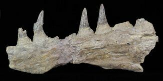 Mosasaur (Platecarpus) Upper Jaw Section - Kansas #40416
