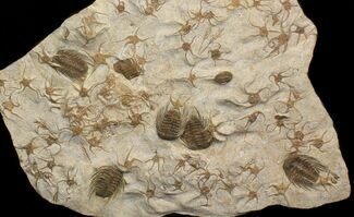 Fossil Brittle Star, Trilobite & Crinoid Plate #40478
