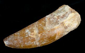 Thick Inch Carcharodontosaurus Tooth #4204