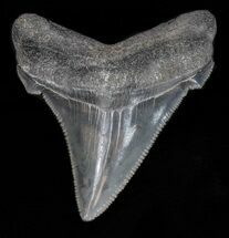 Glossy, Angustidens Tooth - Megalodon Ancestor #40641
