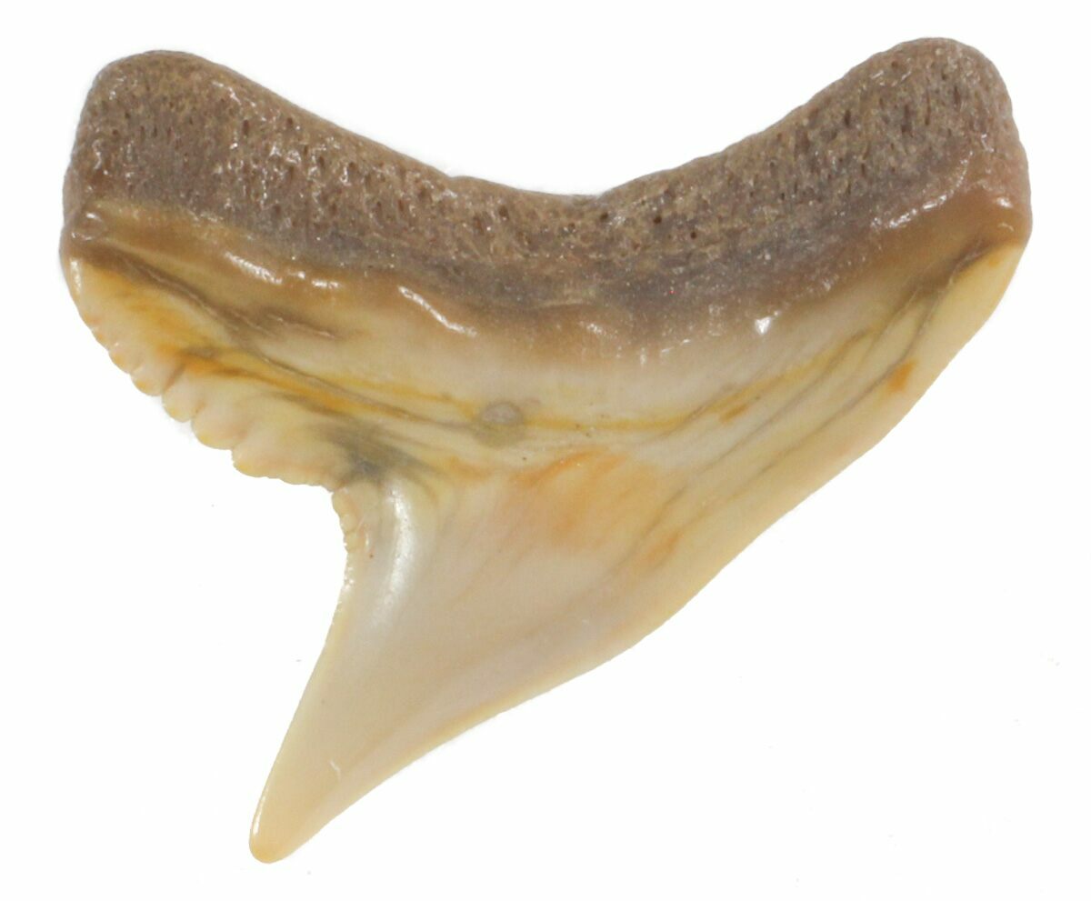 Fossil Tiger Shark Tooth Florida (40285) For Sale