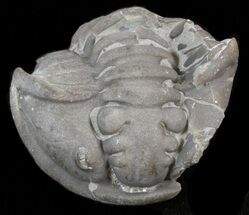 Flattened Flexicalymene Trilobite - Ohio #40746