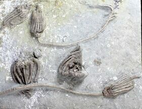 Agaricocrinus & Macrocrinus Crinoid Association - Indiana #20846