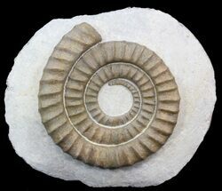 Anetoceras Ammonite From Morocco #41472