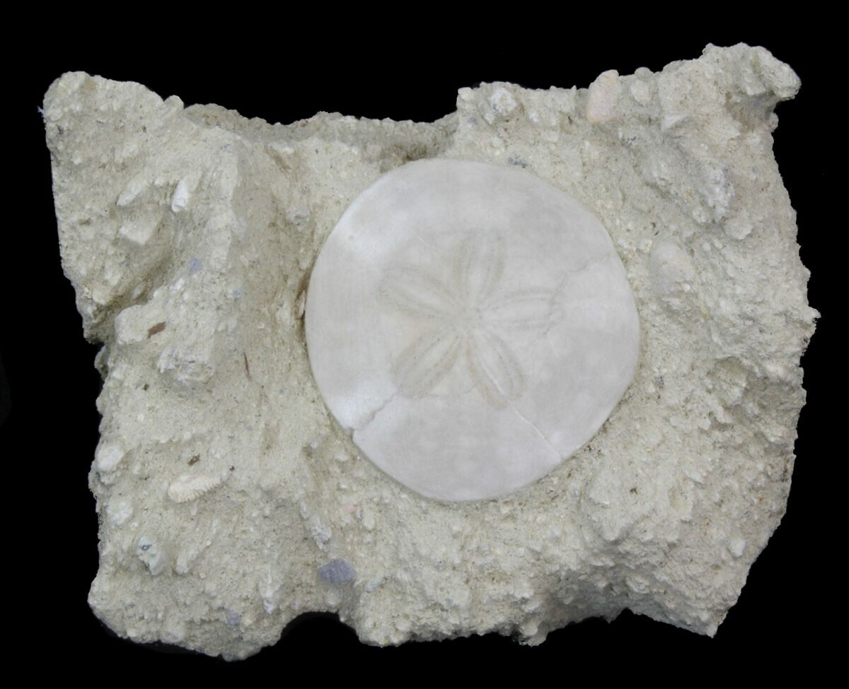 Two Fossil Sand Dollars (Scutella) - Europe (#252142) For Sale