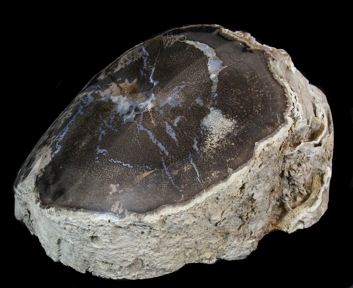 6.8" Polished Petrified Palm Wood Wyoming For Sale (42142