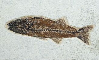 Inch Mioplosus From Wyoming #4251