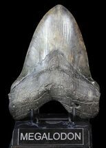 Huge, Megalodon Tooth - South Carolina #42231