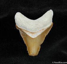 Colorful, Serrated Bone Valley Megalodon Tooth #536