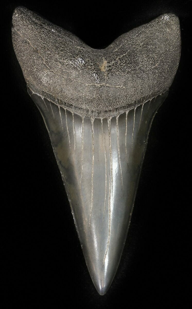 Large 2.60" Fossil Mako Shark Tooth - Georgia For Sale (#42261
