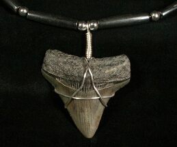 Blueish Colored Megalodon Necklace #4256