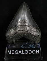 Sharply Serrated SC Megalodon Tooth - #4266