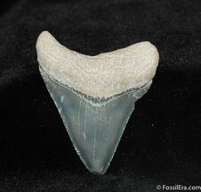 Nicely Colored Bone Valley Megalodon Tooth #540