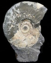 Wide Kosmoceras Ammonite Free Standing- England #42664