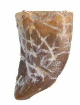 Undescribed Raptor Tooth - Aguja Formation, Texas #42997