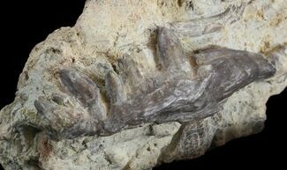 Dimetrodon Jaw Section With Teeth - Texas #42965