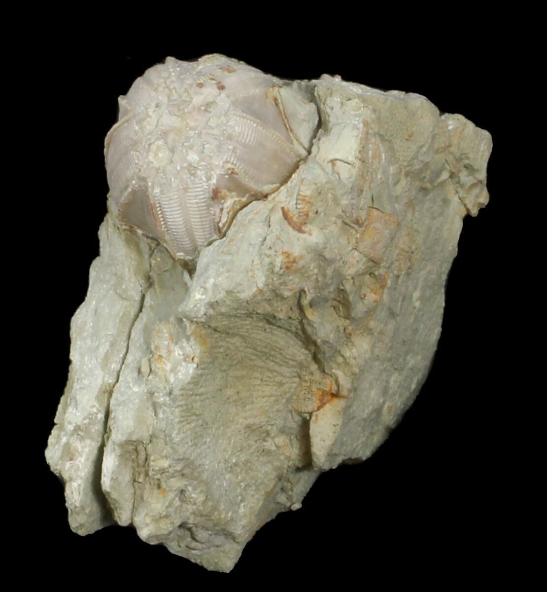 Blastoid (Pentremites) Fossil - Illinois For Sale (#42813) - FossilEra.com