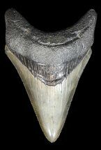 Serrated, Lower Megalodon Tooth #43020