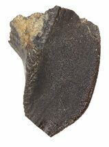 Unworn Triceratops Tooth Crown - Montana #43220