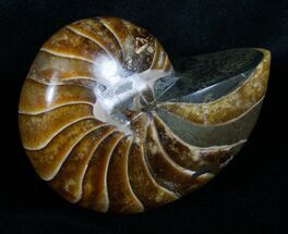 Top Quality Inch Nautilus Fossil #4320