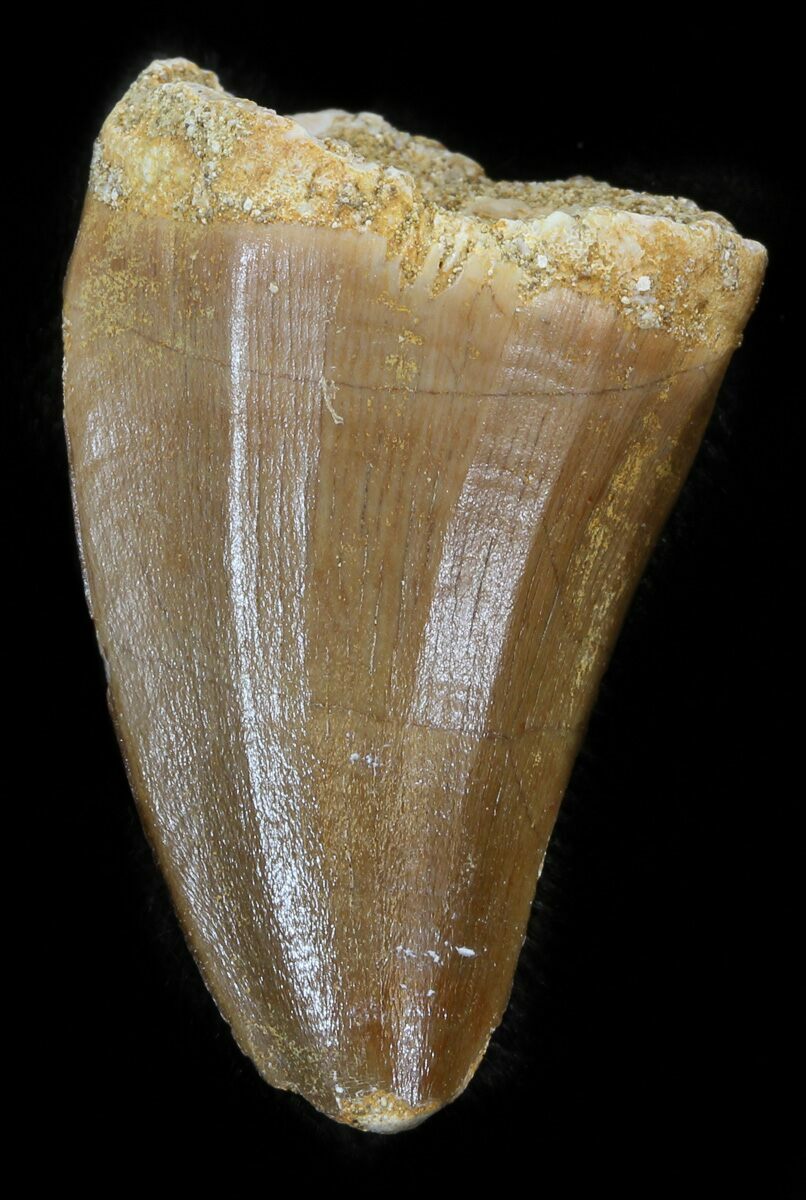 mosasaurus tooth real