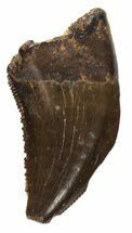 Serrated Raptor Tooth - Two Medicine Formation, Montana #43542