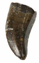 Raptor Tooth - Two Medicine Formation, Montana #43543