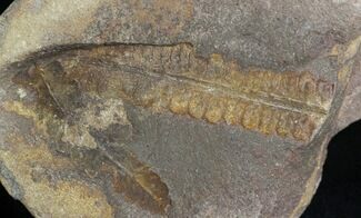 Fossil Fern In Nodule - Mazon Creek #28929