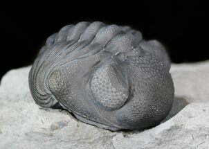 Enrolled Eldredgeops Trilobite In Matrix - New York #43799