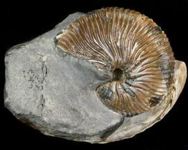 Hoploscaphites Brevis Ammonite With Clam - #43935