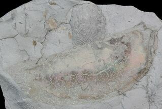 Rare Devonian Phyllocarid (Rhinocaris) - Ohio #43790