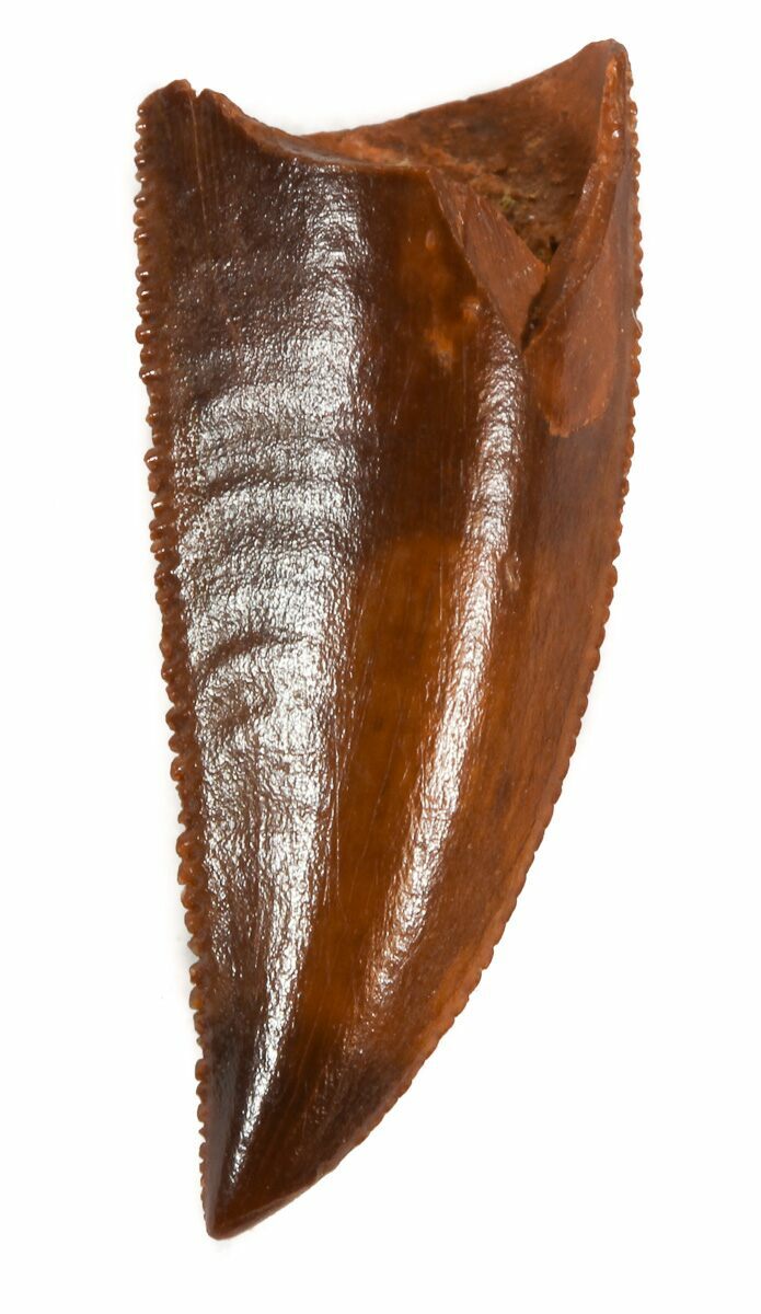 raptor tooth