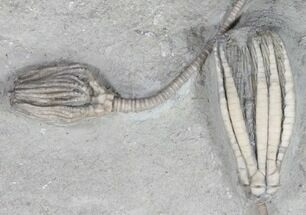 Scytalocrinus & Actinocrinites Crinoids - Indiana #29403