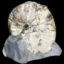 Hoploscaphites Plenus Ammonite - Montana #44033