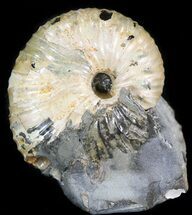 Ammonite (Hoploscaphites) Fossil - Montana #44054
