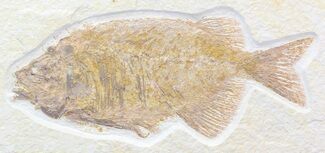 Nice Phareodus Fish Fossil - Wyoming #44536