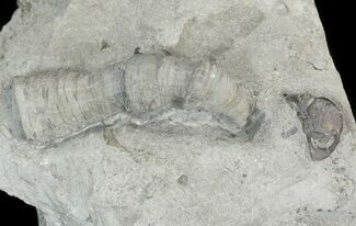 Devonian Horn Coral With Trilobite Head - New York #44614