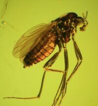 Tiny But Detailed Fossil Fly (Diptera) In Baltic Amber #45155