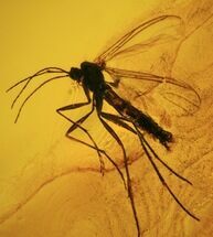 Detailed Fossil Fly (Diptera) In Large Baltic Amber #45173